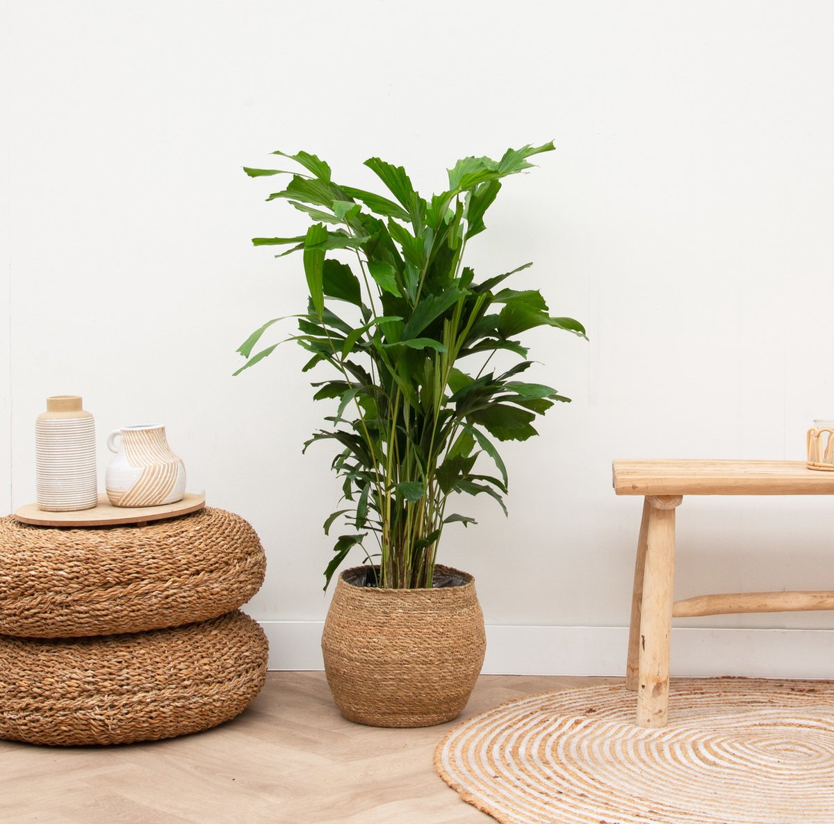 Caryota Mitis - 120cm Skateonderdeel kopen online