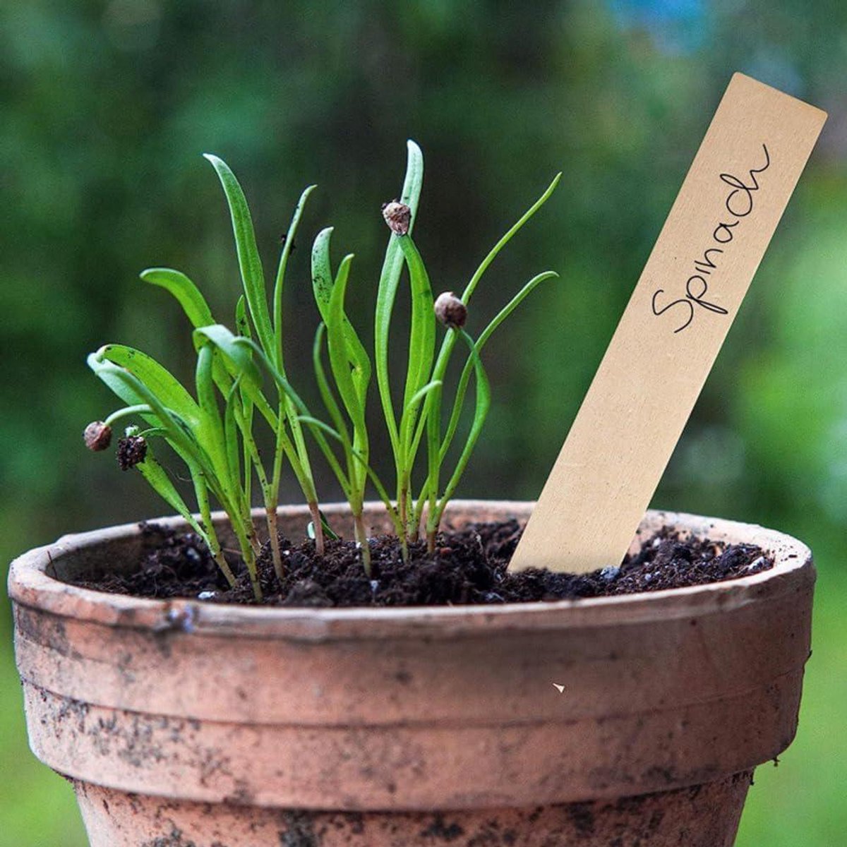 Plantbordjes 50 stuks voor kruiden, zaden, bloemen en groenten - Steeketiketten planten - 15 x 2 cm Kinderfiets kopen online