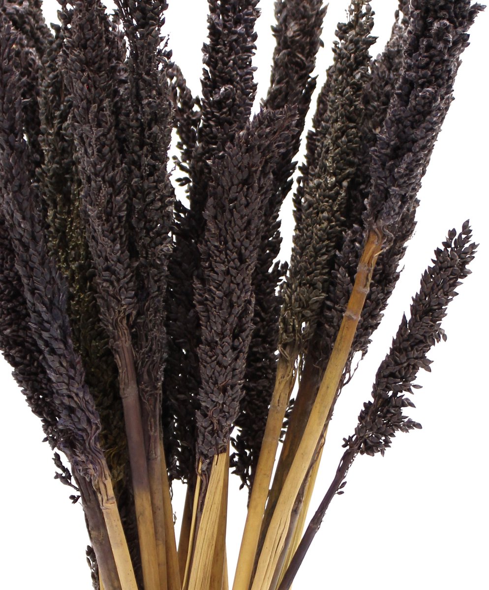 Ancient Wisdom - Buitenspeelvoertuigaccessoire - Bos cantalgras - zwart - kwarts - buiten - spelen - speelgoed - natuur - accessoires Buitenspeelvoertuigaccessoire kopen online