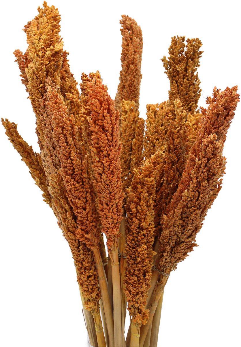 Ancient Wisdom - Edelsteen - Calcietgeode - decoratie - natuursteen - verzameling - kristallen - geodes - trendy Buitenspeelvoertuigaccessoire kopen online