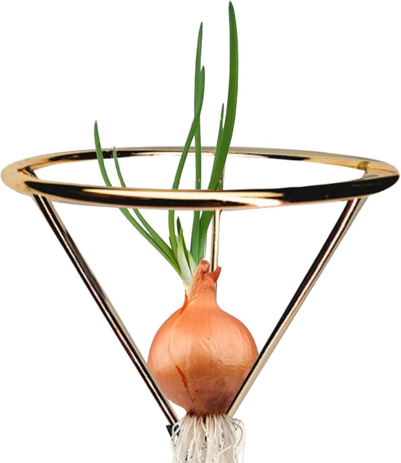 avocado growing bracket plantenteeltsteun