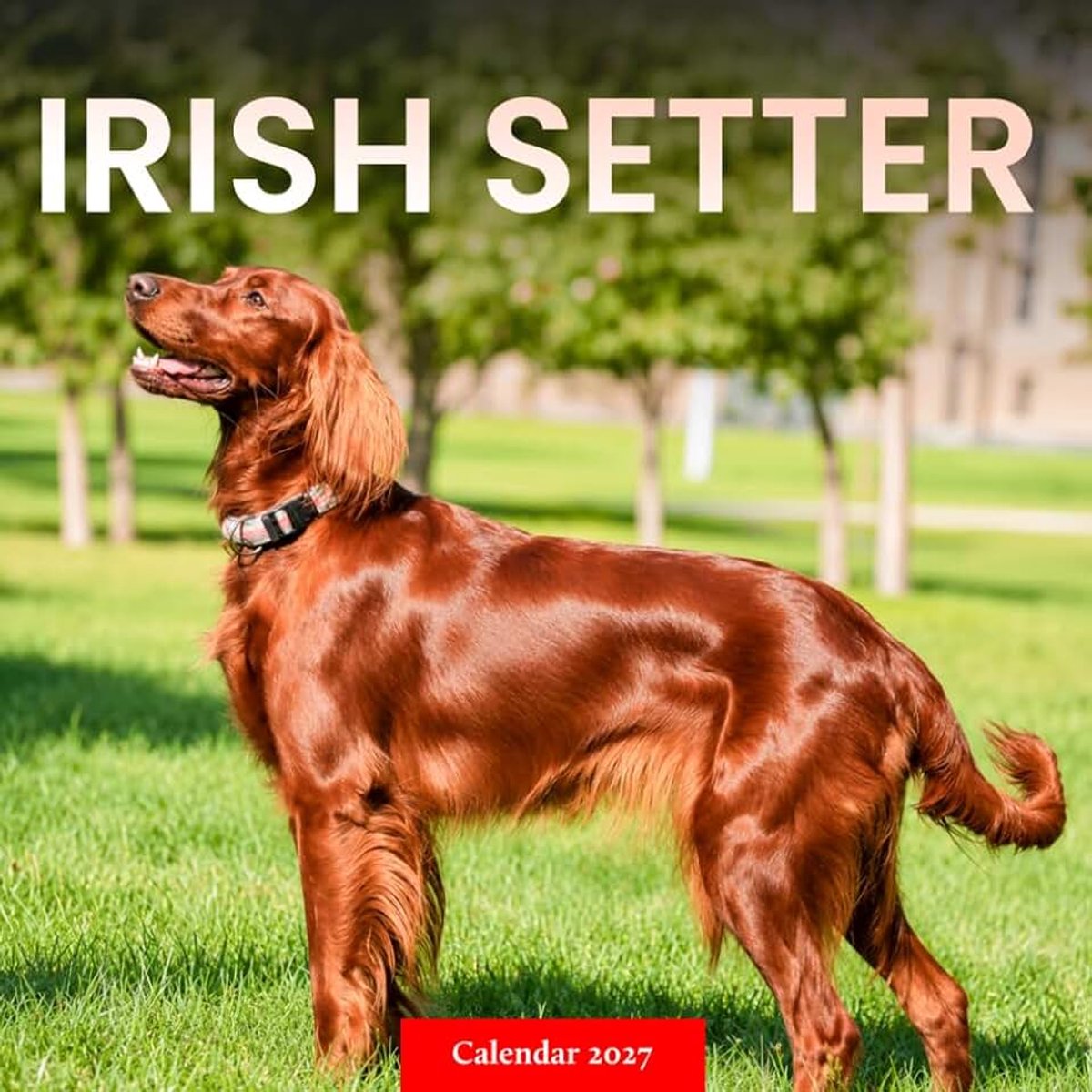 Setter Calendar 2027: Setter Portraits and Outdoor Scenes Skelter kopen online